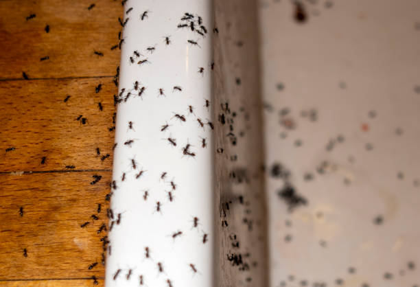 Pest Prevention Services in Springfield, MA